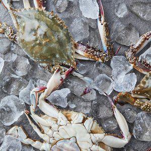 G 살이 꽉 찬 제철 서해안 활 암꽃게 1kg(4-6미내외)