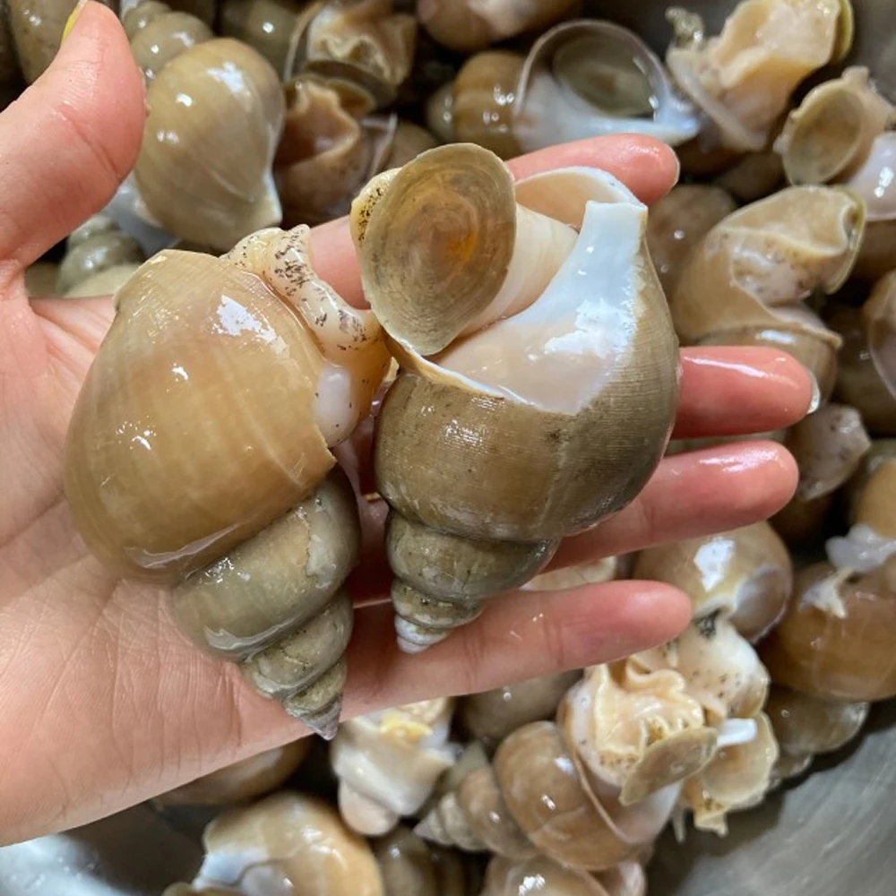 골뱅이 백고동 백골뱅이 1kg 동해안 자연산 생물 당일조업 (품절)