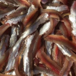 생멸치 멸치회 기장 500g 1kg 산지직송