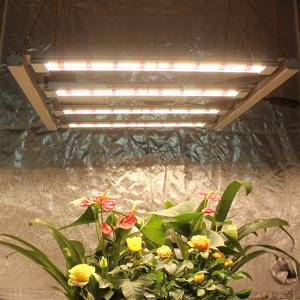 2025 Figolite 최신 삼성 LM301H EVO 240W 320W 480W 600W 720W 1000W 양자 기술 LED 바 성장 빛 UV IR 스위치 제어