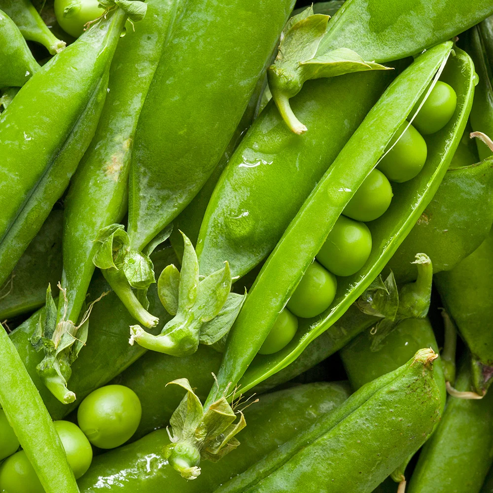 25년 햇 전라도 완두콩 1kg 2kg 4kg 알알이 톡톡! 고소하고 달큰한 제철 생완두콩