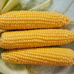 [오늘담은] 초당옥수수 중과 10개 (9cm 내외)