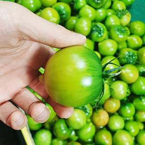단짠단짠 대저 짭짤이 토마토 2.5kg