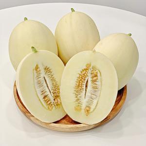 [4월 17일 첫출고] 고령 성산 설향멜론 2kg 3kg 5kg 백설메론