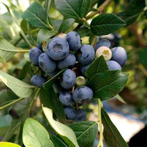 산지직송 국내산 새콤달콤 생블루베리 250g 500g 1kg (혼합과)