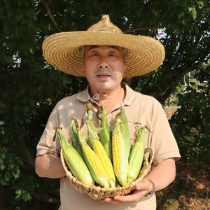 [품질보장] 당도보장 ! 生으로 먹는 25년햇 초당옥수수 중품/특품 아삭한식감 일품!