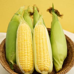 알이 톡톡 터지는 맛있는 초당옥수수 중품/특품 골라담기