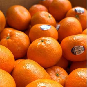 고당도 새콤달콤 수입감귤 미국산 만다린 감귤 정품  1kg