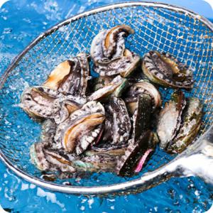산지직송 완도 꼬마전복 활 전복 1kg 외 택1 산소포장 전복장 삼계탕 해신탕 완도전복 전복죽 꼬마전복
