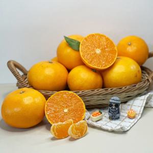 제주 천혜향  못난이 가정용 3kg 2kg/ 4월 29일까지 배송비 무료 이벤트