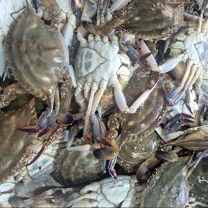 꽃게 암꽃게 서해안 활꽃게 꽃게찜 생물 알배기 2kg (6~10미) / 8kg합배송