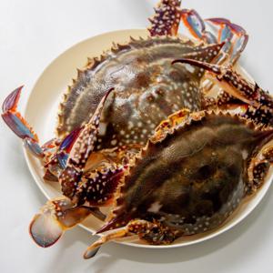 꽃게 암꽃게 서해안 활꽃게 꽃게찜 생물 알배기 1kg (3~5미) / 8kg합배송