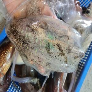 국내산 무늬오징어  / 싱싱할때 급냉한 무늬오징어 1마리 / 650g 내외 / 선도 좋은 무늬오징어 / 숙회