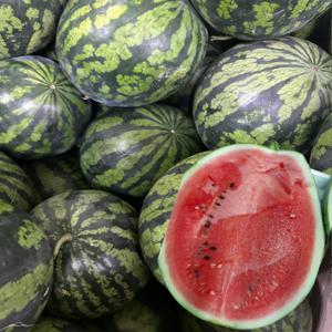 채담비 고당도 꿀 수박 정품 프리미엄 3-4KG/무료배송 논산 부여 산지직송 12브릭스이상/당도선별/특가