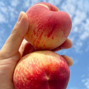 2025년 햇 하우스 복숭아 1kg  /5월 특별할인 +무료배송 수확초기 순차출고 시작