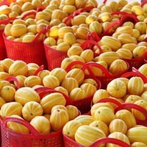 (신선집중) 10%/ 성주 꿀 참외 5/8일단하루 14brix 당도선별 가정용 랜덤과 5kg(10-36과)