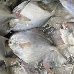 국내산 병어  1kg 내외(6~10미) 횟감용 손질되지 않은 병어 / 횟감용은 사이즈가 작습니다