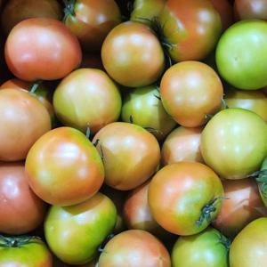 찰토마토 제철 반숙 완숙 5kg 산지직송 중 사이즈 산지 첫 출하 무료배송