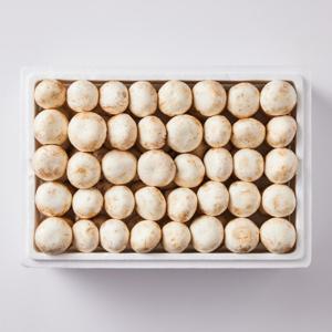 팜스홀릭 부여 양송이 버섯 / 중품 2kg