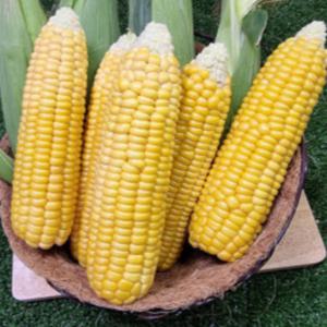 유가네농수산 예약판매 제철 초당옥수수 밀양 해남 의령 특품 14cm 비품 7-13cm 비품 초당옥수수 5개