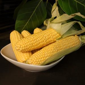유가네농수산 예약판매 제철 초당옥수수 밀양 해남 의령 비품 초당옥수수 5개