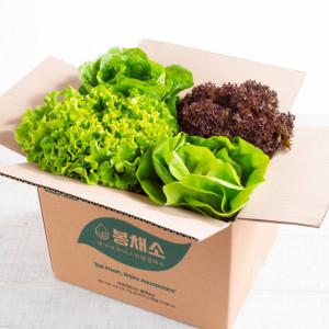 친환경 무농약 아쿠아포닉스 유럽 채소 600g 기획 쌈채소 뿌리채 신선함이 오래가요