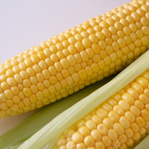 햇 초당옥수수 중품 5개 (8-10cm)