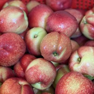 신비복숭아 딱딱이복숭아 임산부 천도 복숭아 딱복 백도 황도 /하우스천도복숭아 1kg(5~7과)/신비는 6월이후