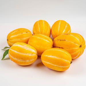 당일수확 성주 벌꿀당도 참외 꿀참외 10kg 선별 겁나 달아요 당도 최고/ 당일 수확직송