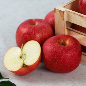 [오늘아침사과] 24년 햇 부사 오늘아침 알뜰사과 2kg 8-12과