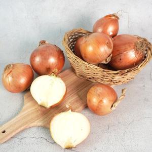[더조은] 국내산 햇 양파 소 10kg