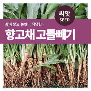 마이플랜트 향고채 고들빼기 씨앗 3000립