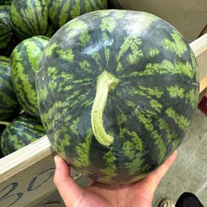 포미식탁 못난이 수박 중 (4-5kg) 내외