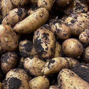 경북영주 못난이 감자 10kg (개당100g이하)