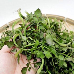 갤러리아_구례 산지직송 지리산 돌미나리 미나리 500g