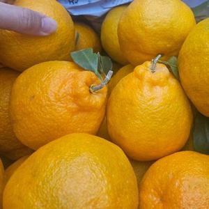 제주 고당도 하우스 한라봉 중과 5kg