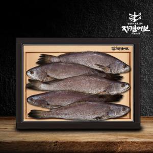 [자겸어보]제주 민어굴비 선물세트 5미 2.0kg(미당 400g이상/비늘,내장제거)
