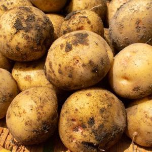 포슬포슬 국내산 제철 햇 수미감자 대 10kg 개당 80~110g