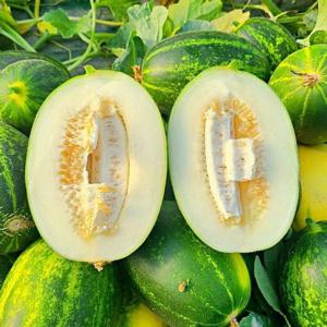 갤러리아_산지직송 성산 파파야멜론 2kg (3-5과) 파파야메론