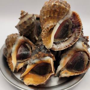 [산지직송] 국내산 생물 참소라 2kg(14-18미) 중사이즈