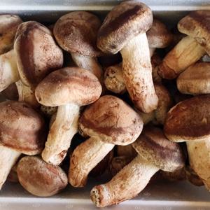 [산정마을] 순창직송 무농약 송고버섯 (실속형) 1kg