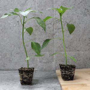 원예용 풋고추 모종 10주