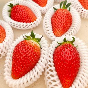 논산 산지직송 딸기 킹스베리 왕특품 400g (8-9과)