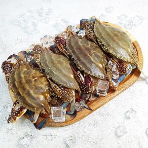 서해안 산지직송 제철 봄 알배기 활 암꽃게 1kg (3-5미)