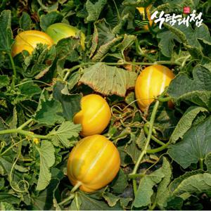 식탐대첩 못난이 성주 꿀참외 4.5kg 소과 23-36개