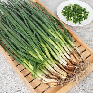 전남 고흥 쪽파 2kg