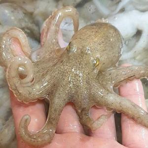 통통 국내산 활 주꾸미 1kg