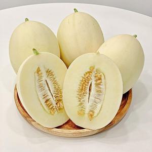갤러리아_식식한상 산지직송 경북 고령 성산 설향멜론 3kg