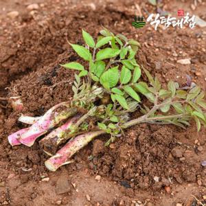식탐대첩 제철 봄나물 국내산 땅두릅 1kg