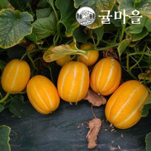 귤마을 달콤한 가정용 성주참외 4.5kg 소과 23-36개